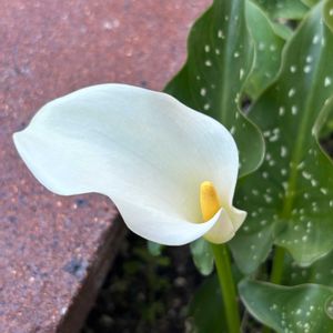 カラー,カラー,レンガ,今日のお花の画像