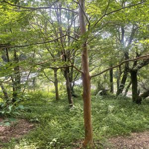 ヒメシャラ,ヒメシャラ,素敵な出会い,季節を楽しむ,土佐山田町　銀嶺の画像