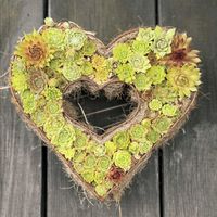 クーペリー,クーペリー,センペルビウム,多肉植物,多肉植物のある暮らしの画像
