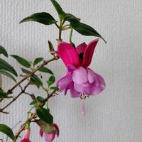 アサガオ,バジル,フクシア,つぶやき,木質化の画像