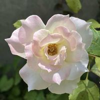 オニユリ,カラー,ランタナ,レモンバーム,薔薇の画像