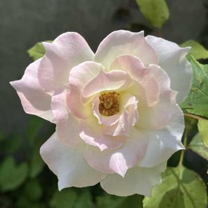 オニユリ,カラー,ランタナ,レモンバーム,薔薇の画像