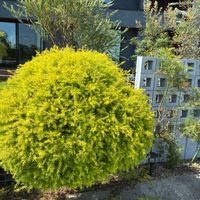 メラレウカ,剪定後,剪定の形に悩む,巨大化は避けたいの画像