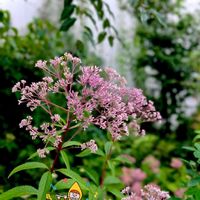 フジバカマ,癒し,和の花,素敵な出会い,素敵な色の画像