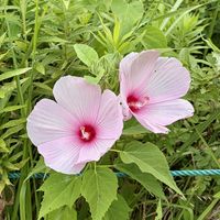 フヨウ,アメリカフヨウ,アメリカ芙蓉,岐阜県,多肉男子の画像