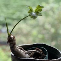 フィロデンドロン・セローム,フィロデンドロン,観葉植物,緑のある暮らし,植物が好き♡の画像