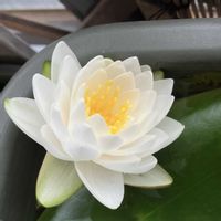 温帯スイレン,温帯睡蓮 コロラド,温帯睡蓮 マニーサイアム,亜属間交配種　ラヴェンダースター,ベランダの画像