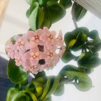 ホヤ・カルノーサ,多肉植物,癒し,グリーンのある暮らし,GSのみなさんに感謝♡の画像
