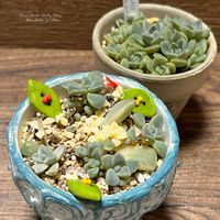 朧月,薄氷,多肉葉挿し,多肉葉挿し,ウィンドオブチェンジの画像