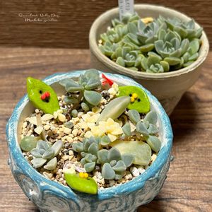朧月,薄氷,多肉葉挿し,多肉葉挿し,ウィンドオブチェンジの画像