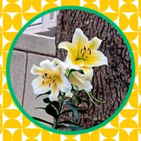 ブルーサルビア,ユリ,癒し,好きな花,素敵な出会いの画像
