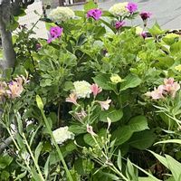 アルストロメリア,ペラルゴニウム,紫陽花,我が家のお花,小さな庭の画像