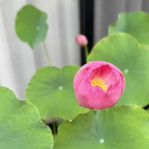 キュウリ,ナス,ハス,ロータス,ハスの花の画像