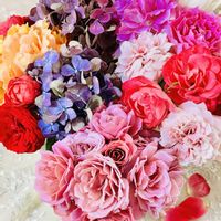 アジサイ,バラ,切り花,薔薇2番花,2026♡マイローズ♡ガーデンの画像
