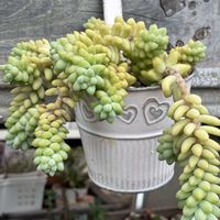 ビアホップ ,クーペリー,多肉植物の画像