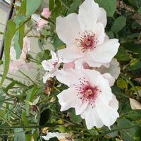 シャリンバイの画像