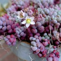 セダム,パープルヘイズ,パープルヘイズ,多肉植物,小さな花壇の画像