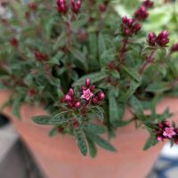 あかり,あかり,クーペリー　あかり,リュウノヒゲ,リュウノヒゲの花の画像
