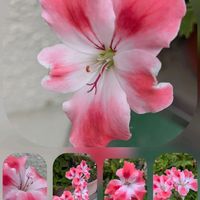 ペラルゴニウム,マツバボタン,マツバボタン,モミジアオイ,ヒオウギの画像