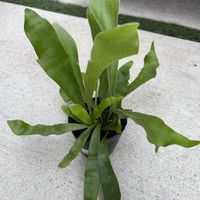 ビカクシダ,お迎え,ビカクシダ板付の画像