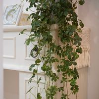 シュガーバイン,フィカス・ナナ,観葉植物,植木鉢,可愛らしいの画像