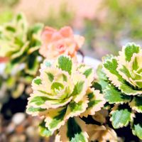セダム,多肉植物の画像