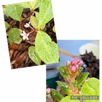 ヤブコウジ,クーペリー,多肉植物,GS 大好き,がんばろう！の画像