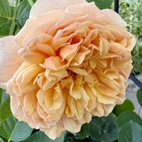 ゼフィランサス,鉢植え,スマホ撮影,ばら バラ 薔薇,GSの繋がりに感謝♡の画像