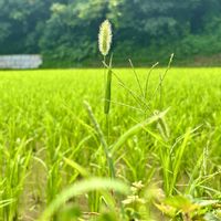 エノコログサ,山野草,野草,田んぼの風景,チーム地味草の画像