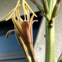 マンガべ,マンガべバッドヘアデイ,ガーデニング,お花,PWの画像