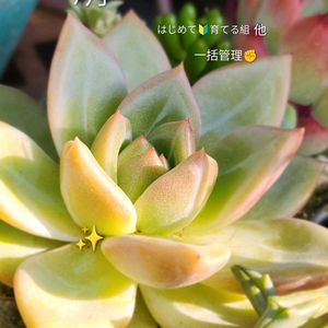 エケベリア,アディオス,多肉植物,多肉植物寄せ植え,備忘録の画像
