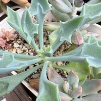 多肉,マサイの矢尻,寄せ植え,多肉植物,ガーデニングの画像