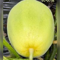 我が家の野菜畑の野菜たち,半分に分けたお隣さんのバター焼き,焼き上がり,私のお気に入り,癒しと喜びの画像
