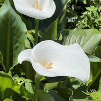カラー,オランダカイウ,今日のお花,白と緑の画像