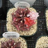 多肉植物,ギムノカリキウム属,熱中症の画像