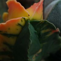 ハオルチア,多肉植物,観葉植物,塊根植物,サボテン科の画像