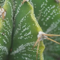 ハオルチア,多肉植物,観葉植物,塊根植物,サボテン科の画像
