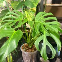 モンステラ,モンステラ デリシオーサ,botanical life,観葉植物のある暮らし,ドリームガーデンの画像