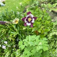 オダマキ,花壇,ガーデニング,つぼみ,蕾の画像