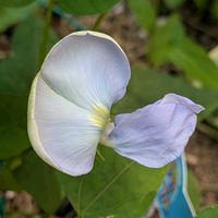 家庭菜園の画像