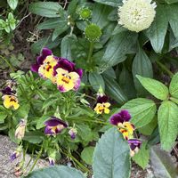 ビオラ,ビオラ,お庭,こぼれダネ,けなげに咲いてる花の画像