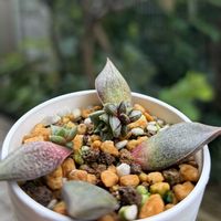 パーパソルム ホワイトフォーム,多肉植物,子株,葉挿し,エケベリア属の画像