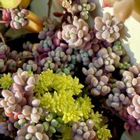 多肉植物の画像