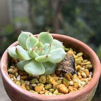チワワエンシス,多肉植物,子株,葉挿し,ダイソーの画像