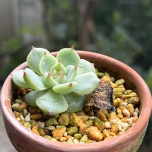チワワエンシス,多肉植物,子株,葉挿し,ダイソーの画像