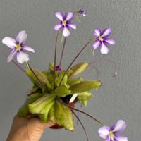 ムシトリスミレ,食中植物,熱帯植物,食虫植物　ムシトリスミレ,南米ピンギの画像