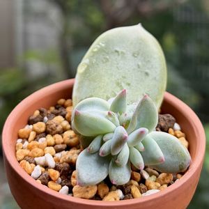 ブラックサバス,多肉植物,子株,葉挿し,エケベリア属の画像