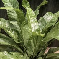 アスプレニウム,アスプレニウム・アンティキューム,観葉植物,シダ植物,ダイソーの画像