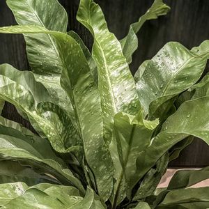 アスプレニウム,アスプレニウム・アンティキューム,観葉植物,シダ植物,ダイソーの画像