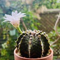 サボテン,牡丹玉,多肉植物,ダイソー,花芽の画像